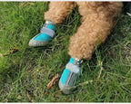 Dog wearing blue and gray protective boots on grass