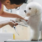 Pet Safe Scissors - Ambidextrous Stainless Steel Dog Grooming Shears