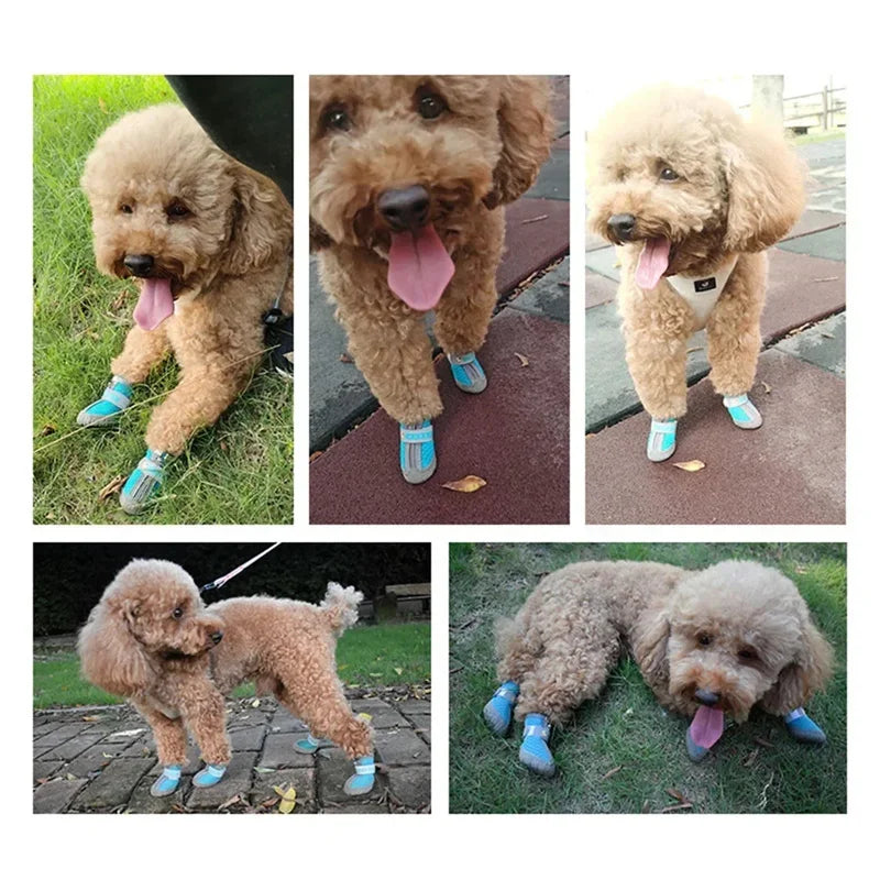 Collage of a dog wearing blue shoes in various outdoor settings.