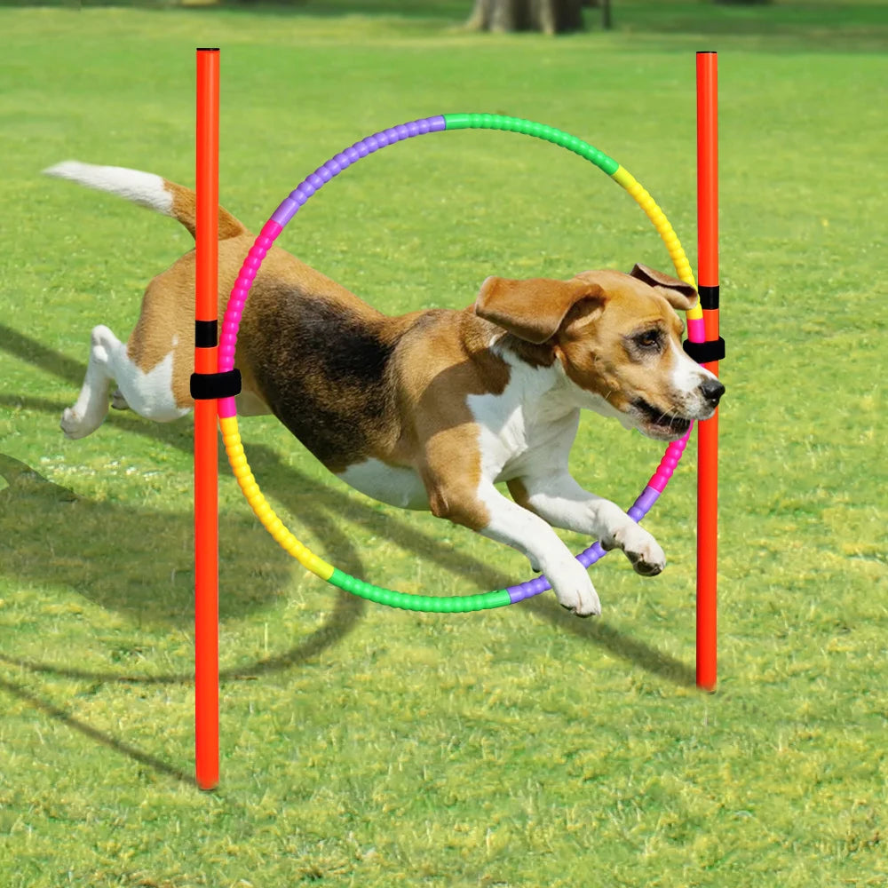 Dog Agility Training Equipment