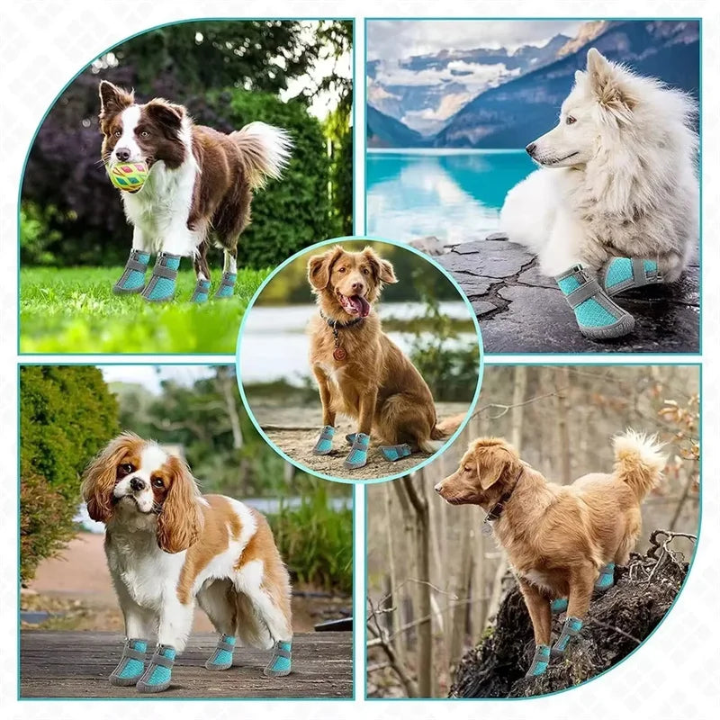 Collage of dogs wearing blue pet boots in various outdoor settings.