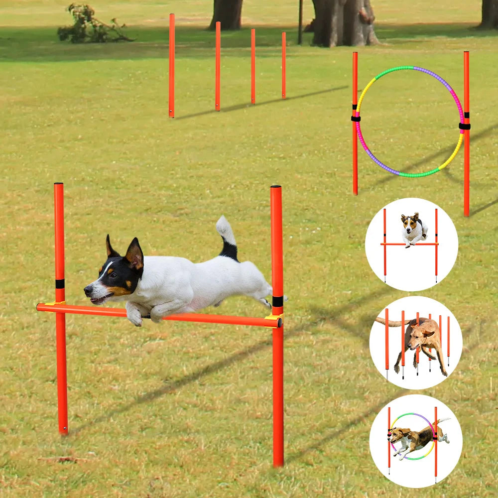 Dog Agility Training Equipment
